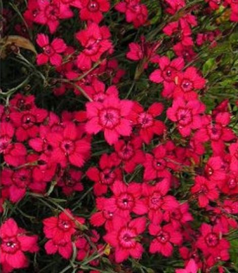 Dianthus deltoides confetti tiefrot 